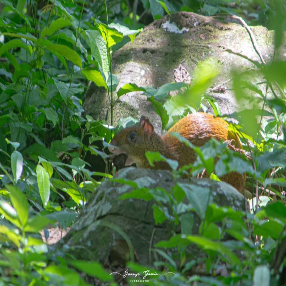 Birding In Suchitoto”