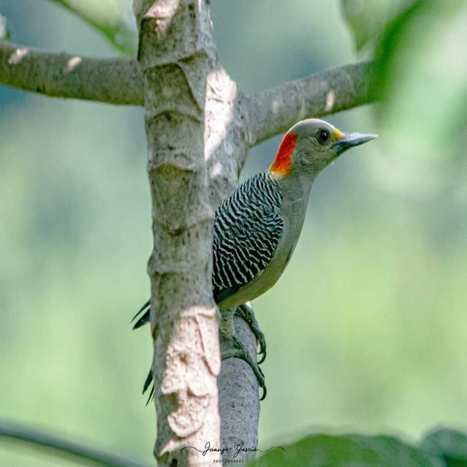 Birding In Suchitoto”