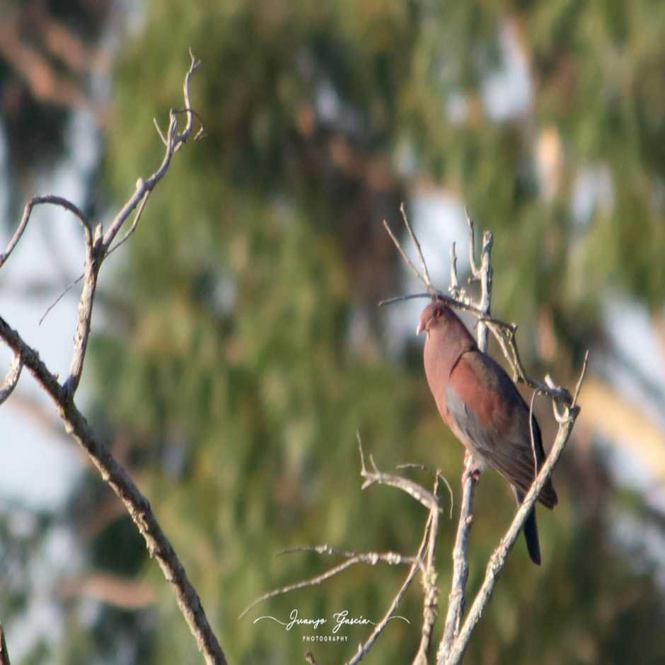 Birding In Suchitoto”