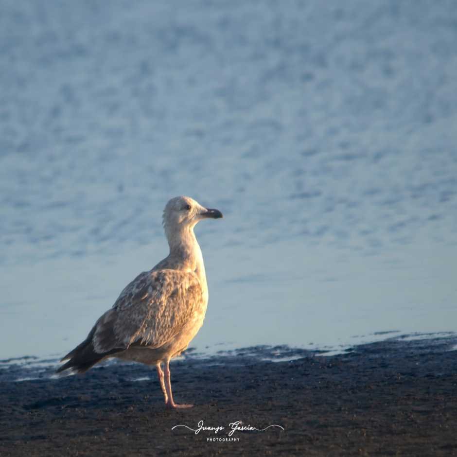 Birding In Suchitoto”