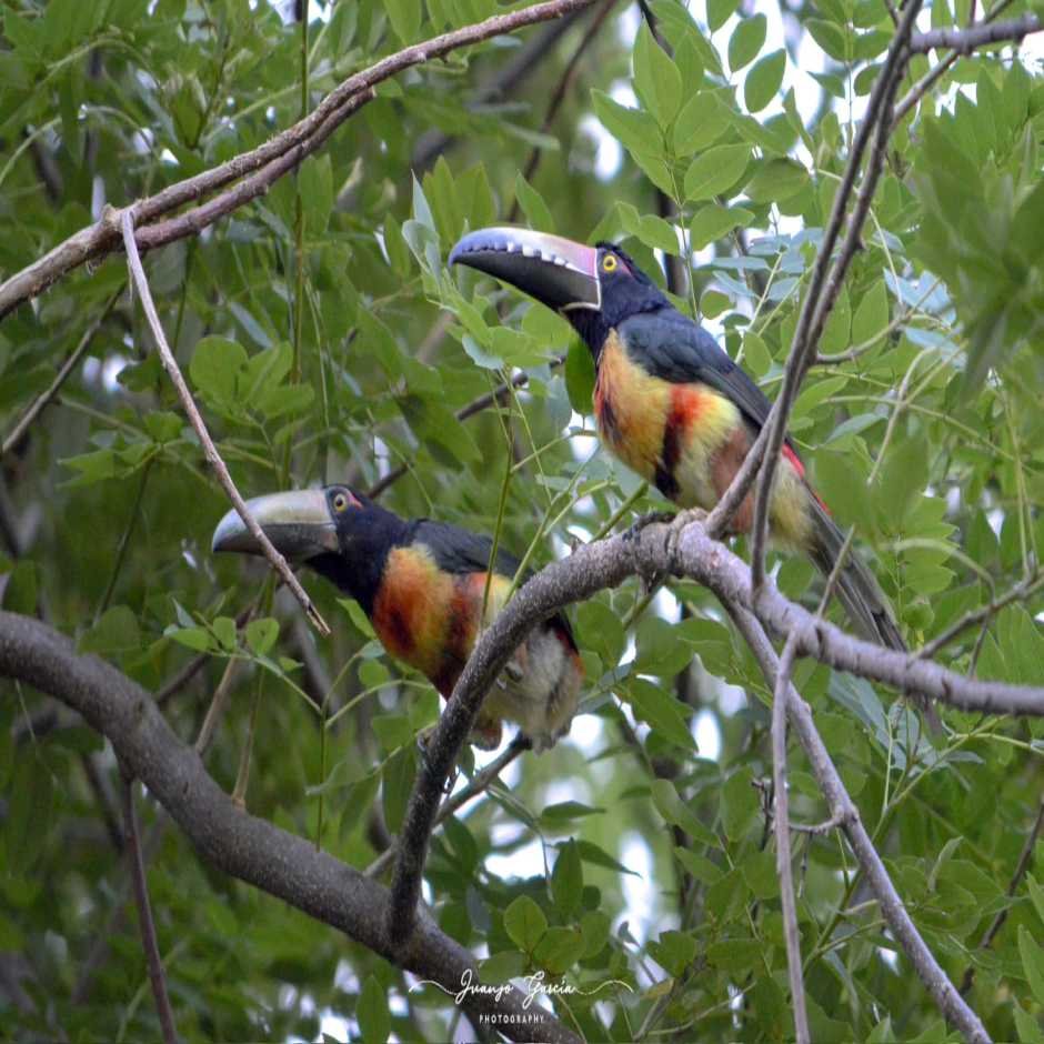 Birding In Suchitoto”